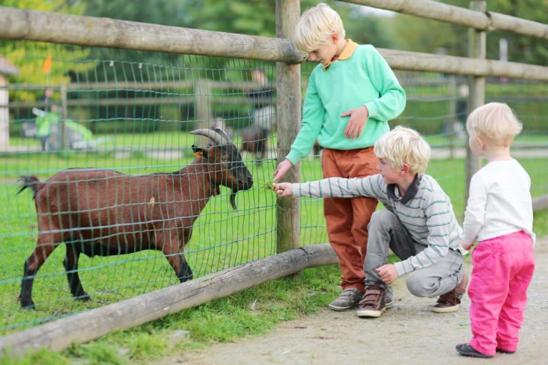 If You Take A Toddler To The Zoo- A Cautionary Tale