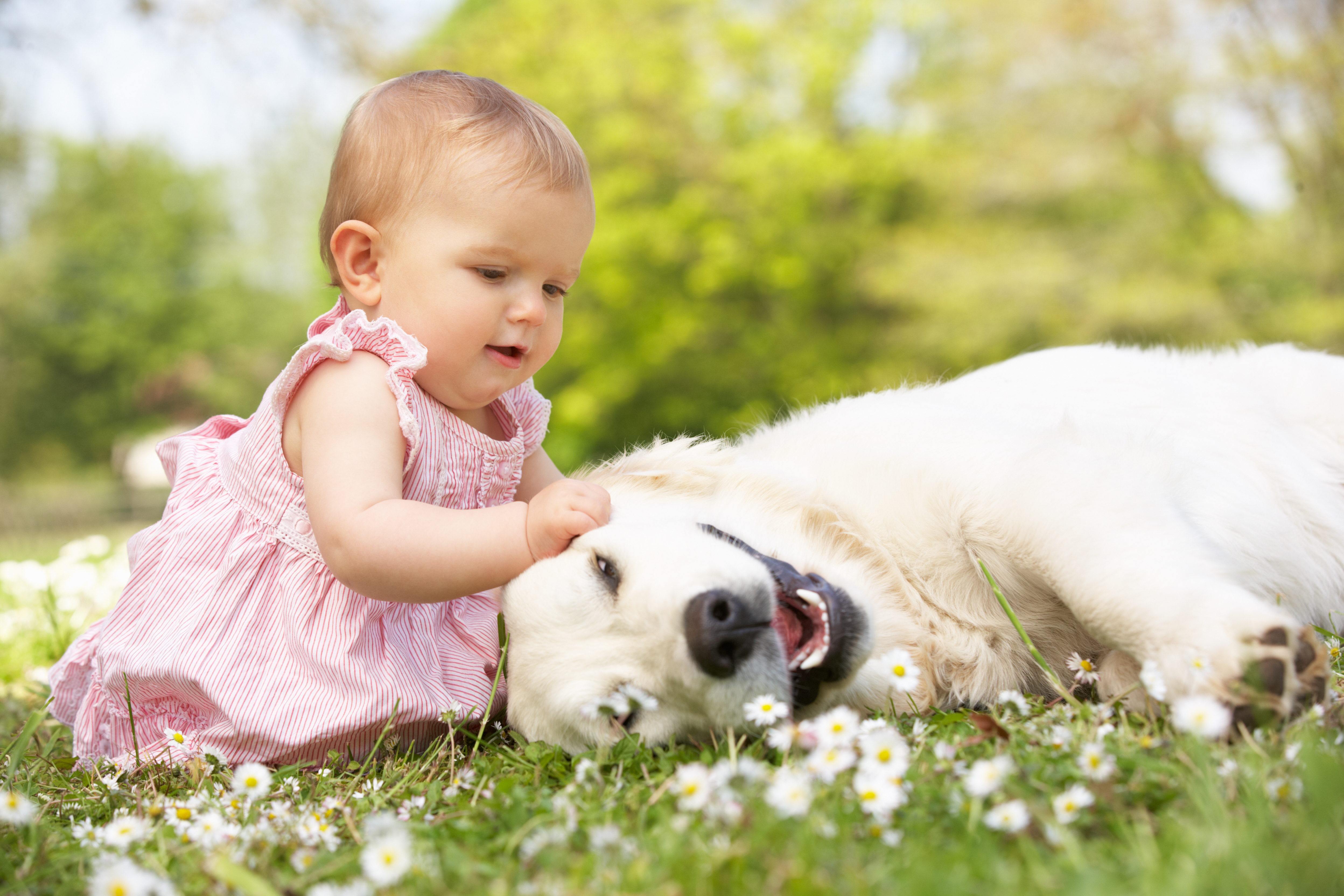Baby girl in a pink dress sitting in a grassy field petting a white dog