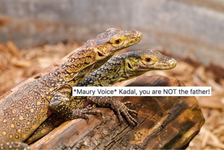 Female Komodo Dragon Ignores Potential Mate, Impregnates Herself Instead