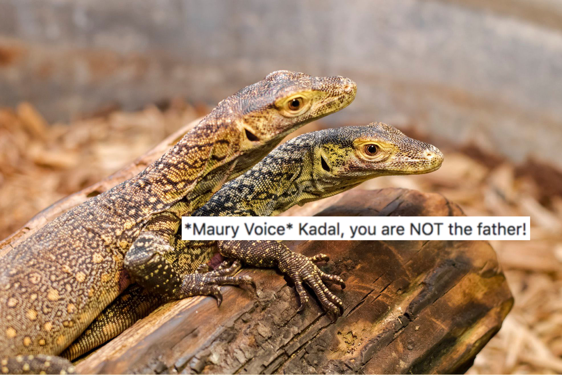 Two young Komodo dragons on a log, captioned "*Maury Voice* Kadal, you are NOT the father!"