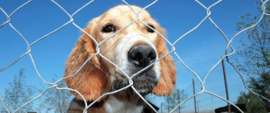 Sad-eyed dog looking through a wire fence